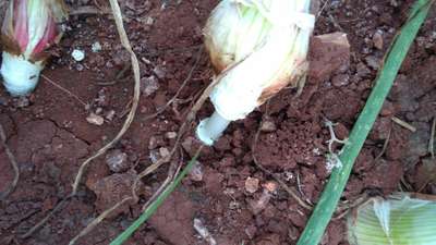 Boron Deficiency - Onion