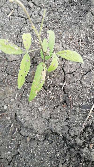 Broad nosed Weevils - Pigeon Pea & Red Gram