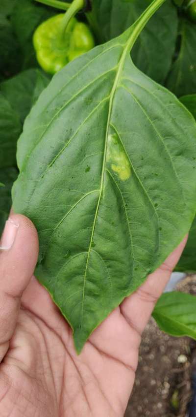 Iron Deficiency - Capsicum & Chilli