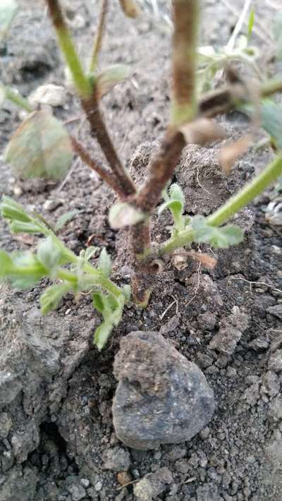 Stem Rot - Chickpea & Gram