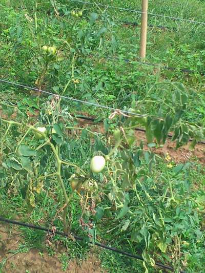 Stem Rot of Tomato - Tomato