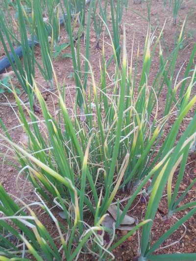 ಬಿಳಿ ಕೊಳೆ ರೋಗ - ಈರುಳ್ಳಿ