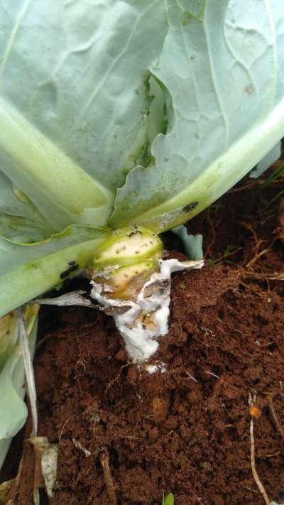 Stem Rot - Cabbage