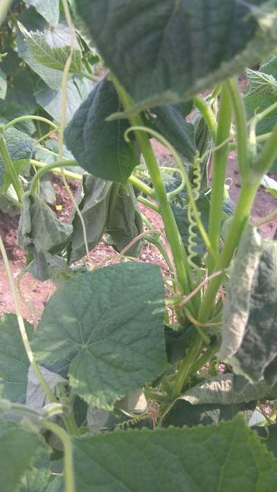 Fusarium Wilt - Cucumber