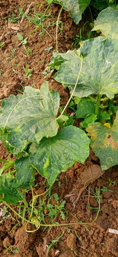 Qizlarning yashirin kamera pornosini tomosha qiling