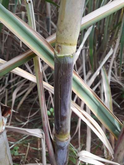 ಕೆಂಪು ಕೊಳೆತ - ಕಬ್ಬು