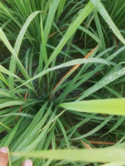 Red Stripe Disease - Rice