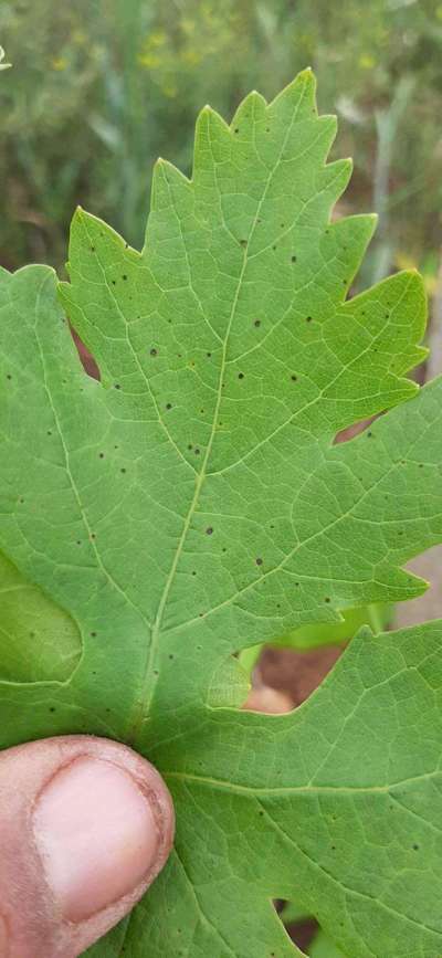 Tache Alternarienne du Coton - Vignes