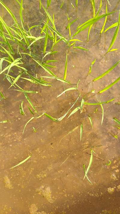 ಗೊಂಡೆಹುಳುಗಳು ಮತ್ತು ಬಸವನಹುಳುಗಳು - ಭತ್ತ