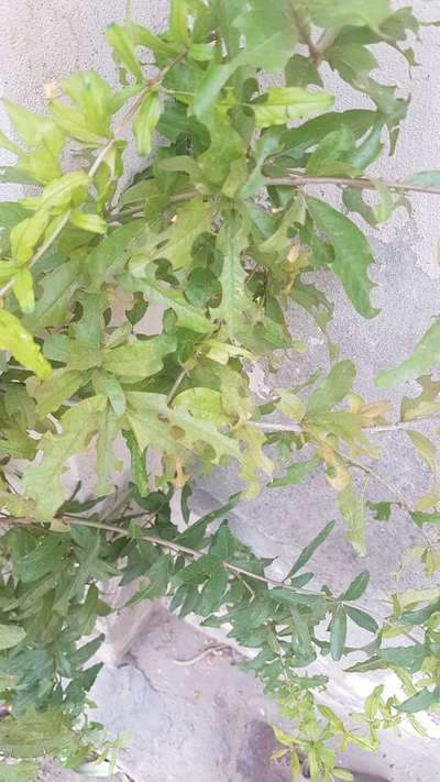 Leafcutter Bees - Pomegranate