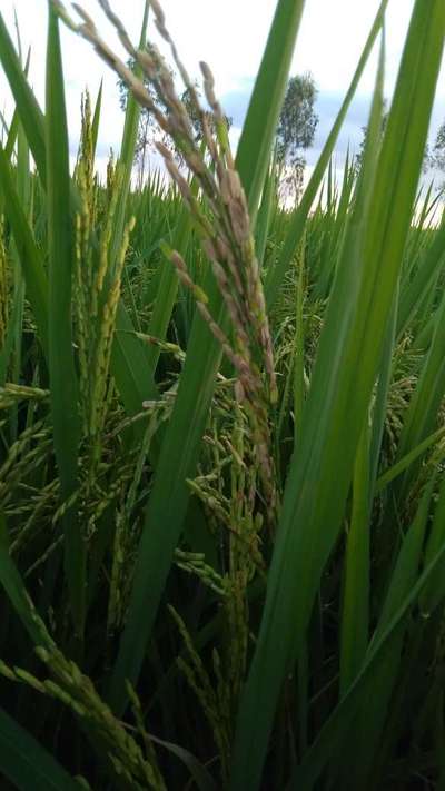 Phoma Sorghina in Rice - Rice