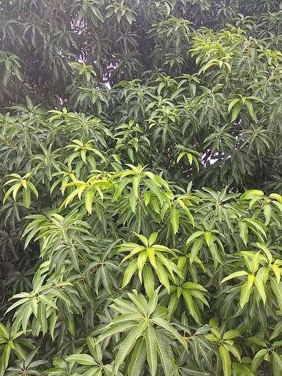 Phosphorus Deficiency - Mango