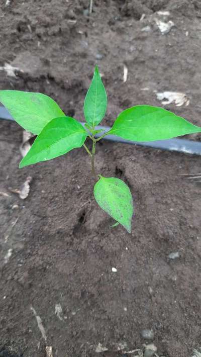 Phosphorus Deficiency - Capsicum & Chilli