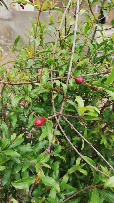 Aphids - Pomegranate