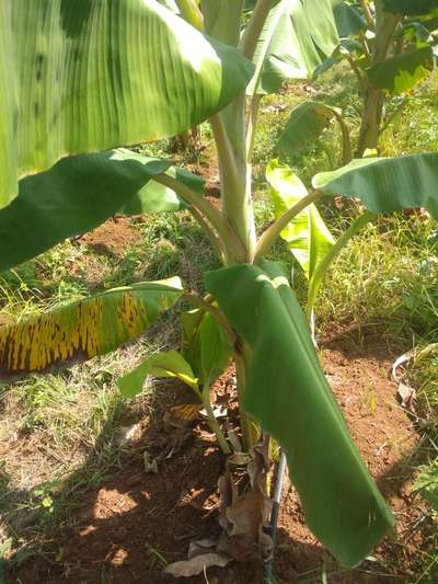 ಹಳದಿ ಹಗೂ ಕಪ್ಪು ಸಿಗಾಟೋಕ - ಬಾಳೆಹಣ್ಣು