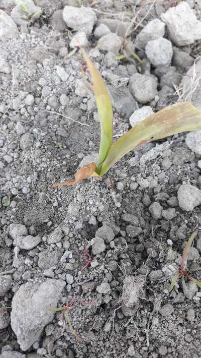 Nitrogen Deficiency - Maize