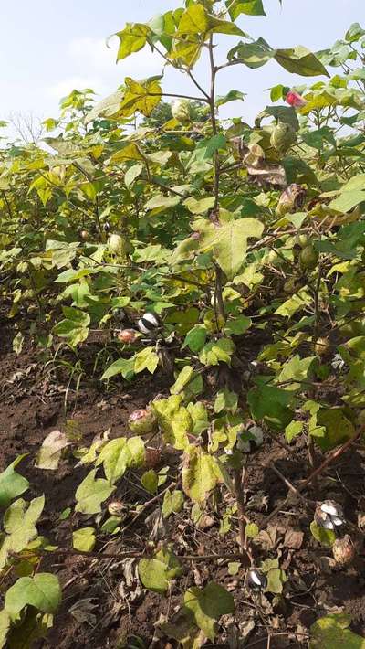 Fusarium Wilt - Cotton