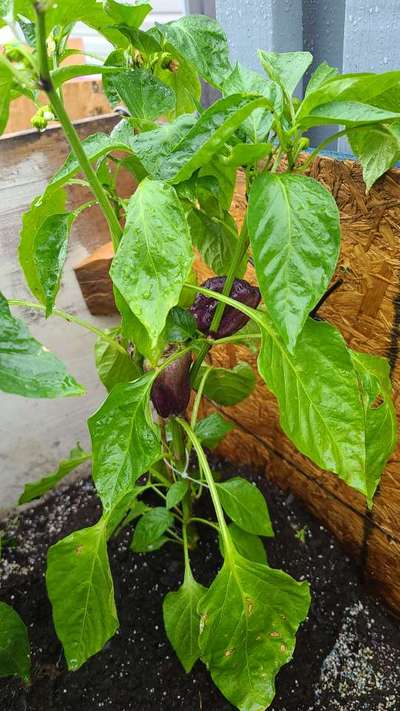 Citrus Thrips - Capsicum & Chilli