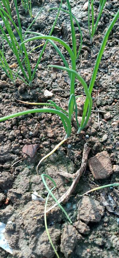 Potassium Deficiency - Onion