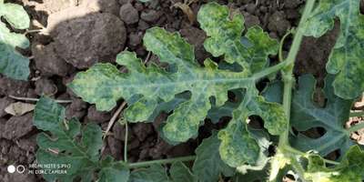 Downy Mildew - Melon