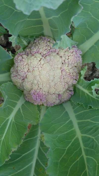 Boron Deficiency - Cauliflower