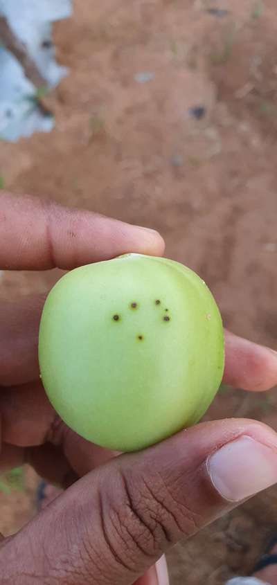 Bacterial Canker of Tomato - Tomato