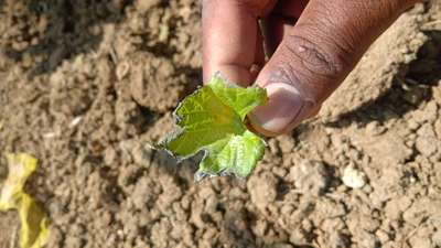 Nitrogen Deficiency - Cotton