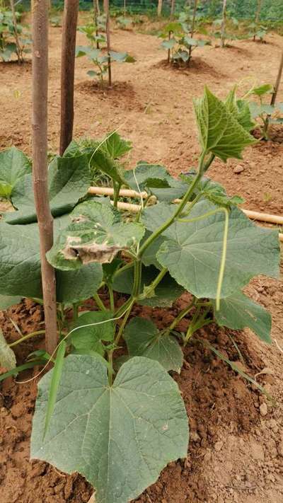 Anthracnose of Cucurbits - Cucumber