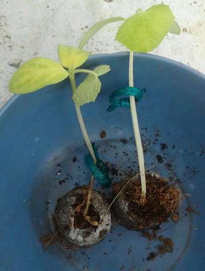 Damping-Off of Seedlings - Cucumber