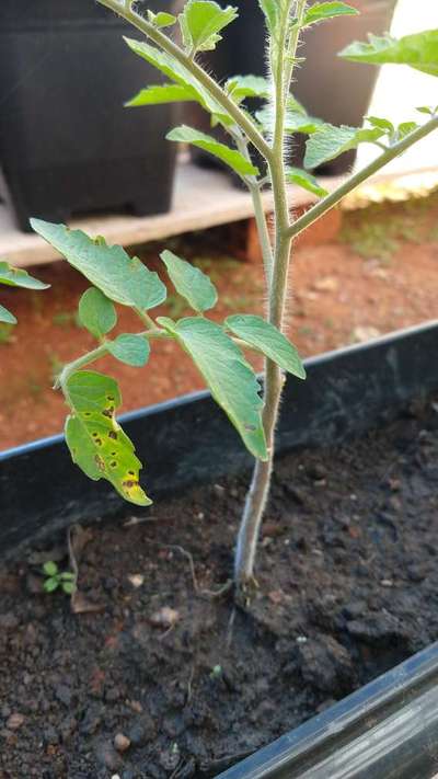 Mancha bacteriana - Tomate