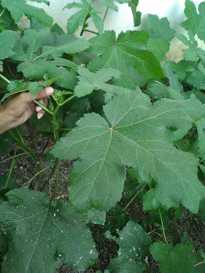 Flea Beetles - Okra