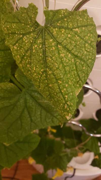 Leaf Blight of Cucurbits - Cucumber