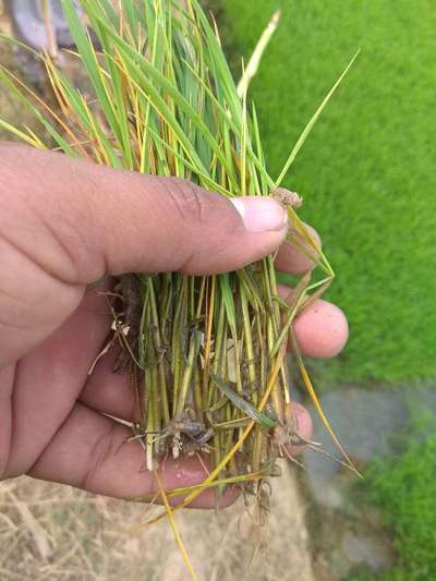 Brown Spot of Rice - Rice