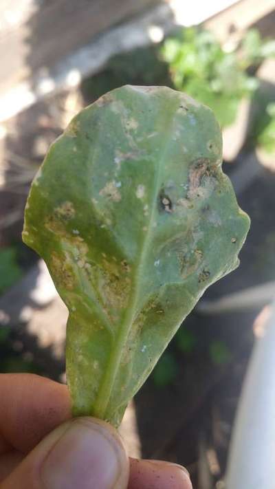 Leaf Miner Flies - Cabbage