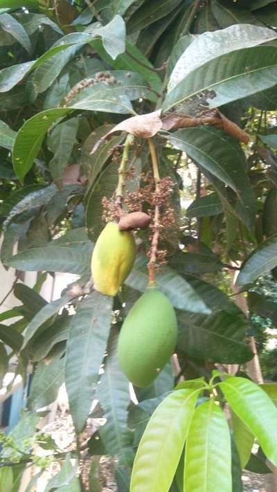 Anthracnose of Papaya and Mango - Mango