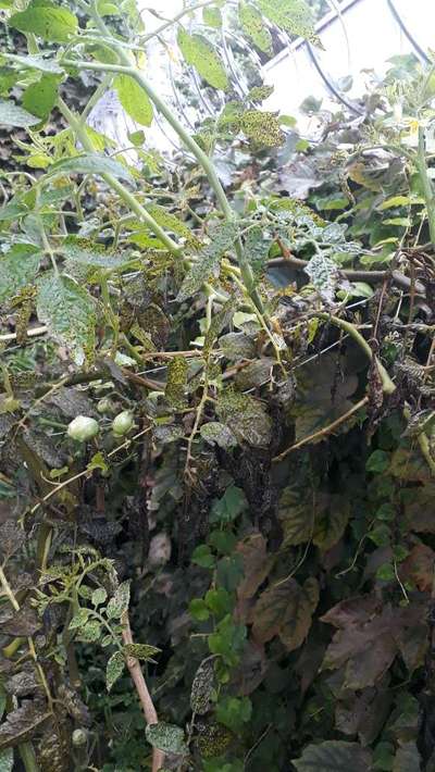 Mancha-bacteriana do Tomate - Tomate