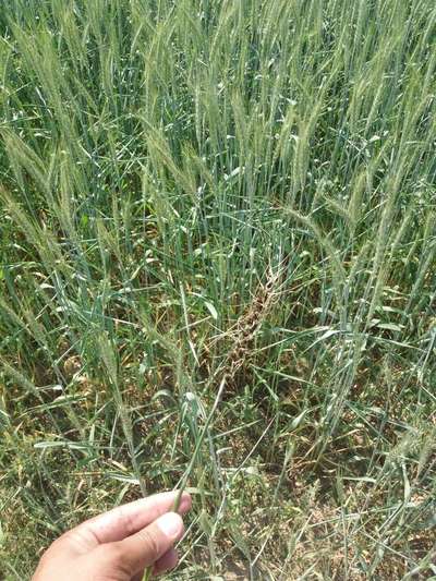 Boron Deficiency - Wheat