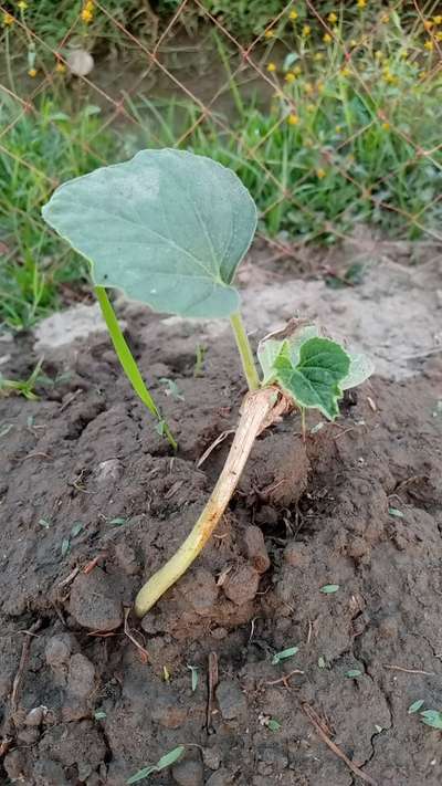 পাউডারি মাইল্ডিউ - কুমড়া