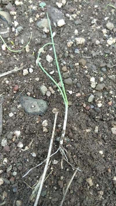 Damping-Off of Seedlings - Onion