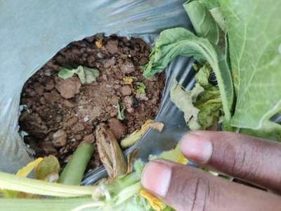 Gummy Stem Blight of Cucurbits - Melon