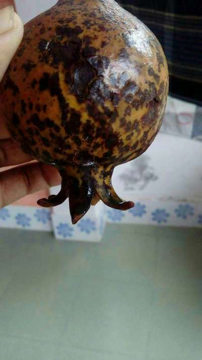 ডালিমের ফোস্কা রোগ - ডালিম