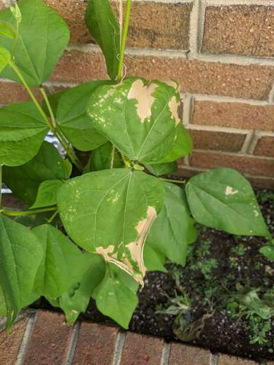 Bean Yellow Mosaic Virus - Bean