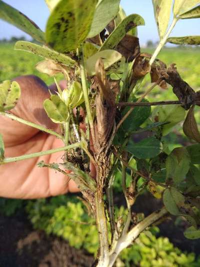 Alternaria Leaf Spot Peanut - Peanut