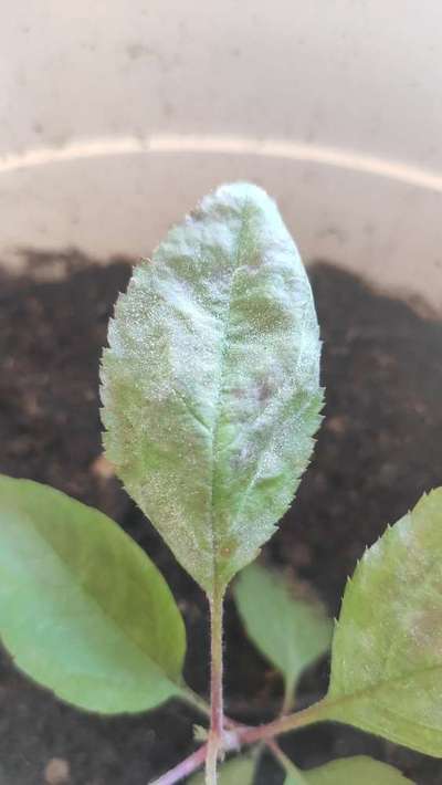 Powdery Mildew - Apple