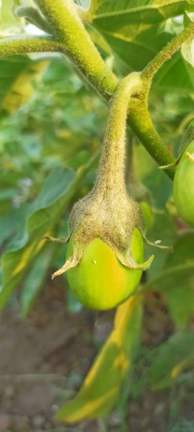 Broad Mite - Brinjal