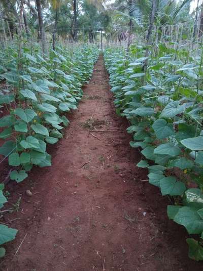 Healthy - Cucumber