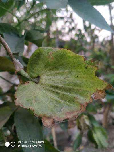 Potassium Deficiency - Cotton