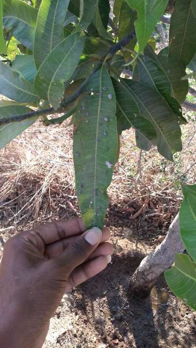 ಮಾವಿನ ಮಿಡ್ಜ್ - ಮಾವು