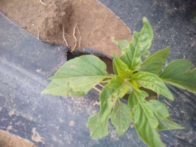 Tobacco Caterpillar - Capsicum & Chilli