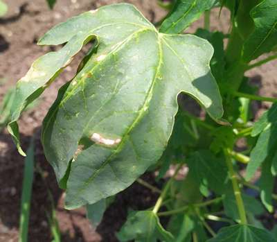 Spider Mites - Papaya